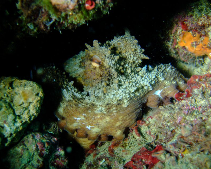 Divesite Image