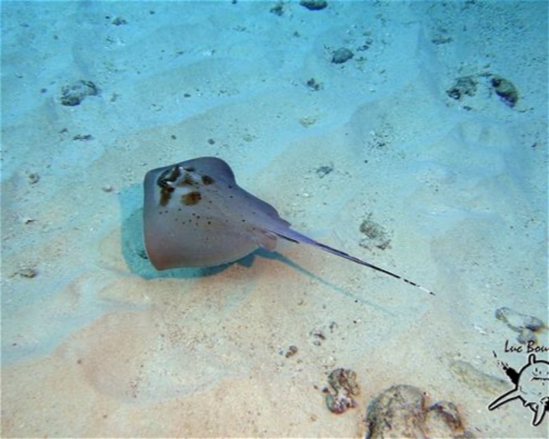 Divesite Image
