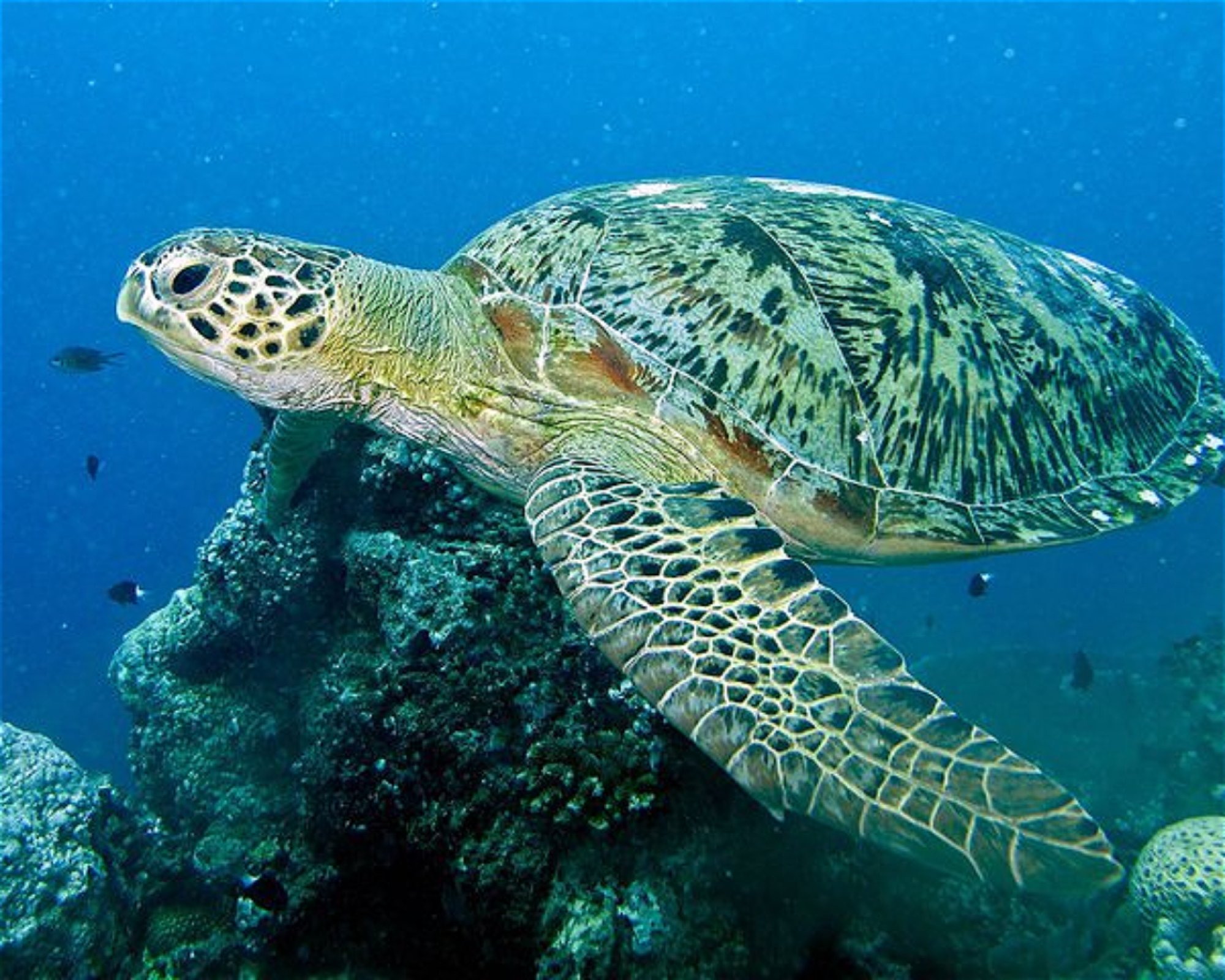REEF SAFARI FIJI, 0000 NADI