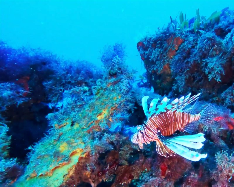 Divesite Image
