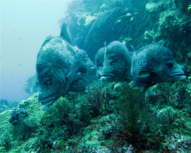 Divesite Image