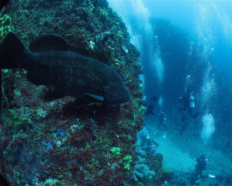 Divesite Image