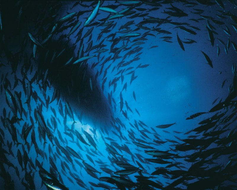 Divesite Image