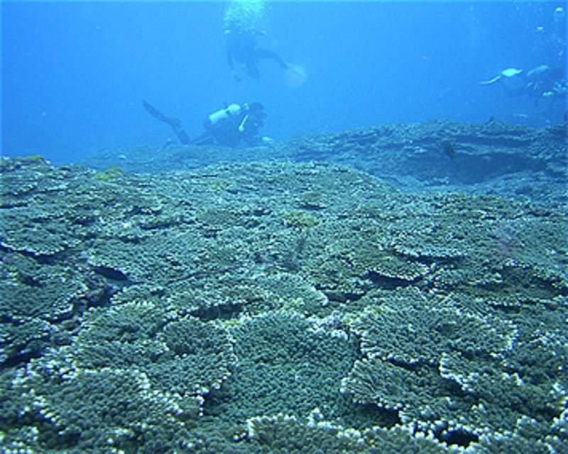 Divesite Image