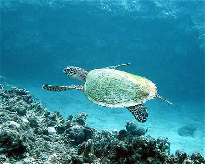 Divesite Image