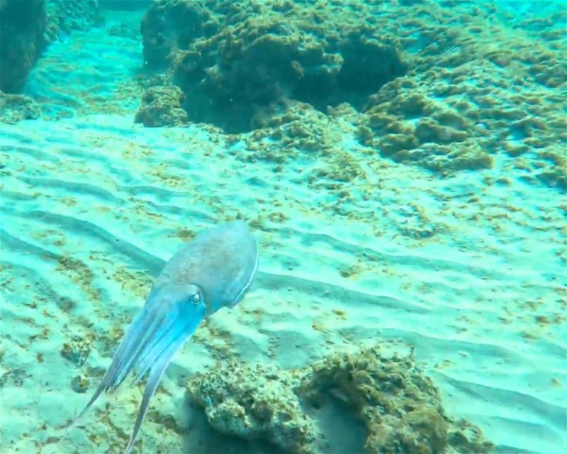 Divesite Image