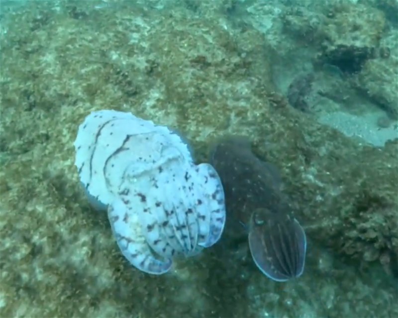 Divesite Image