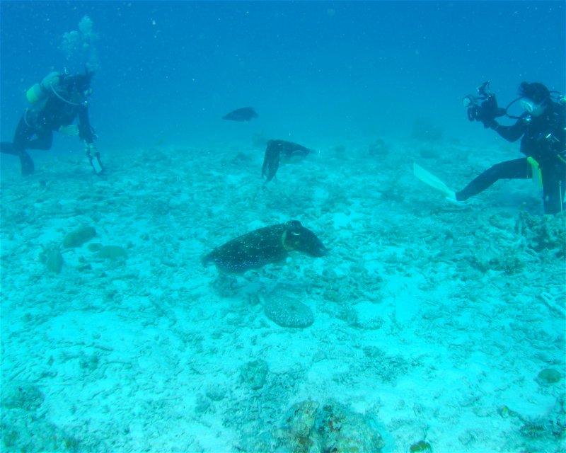 Divesite Image