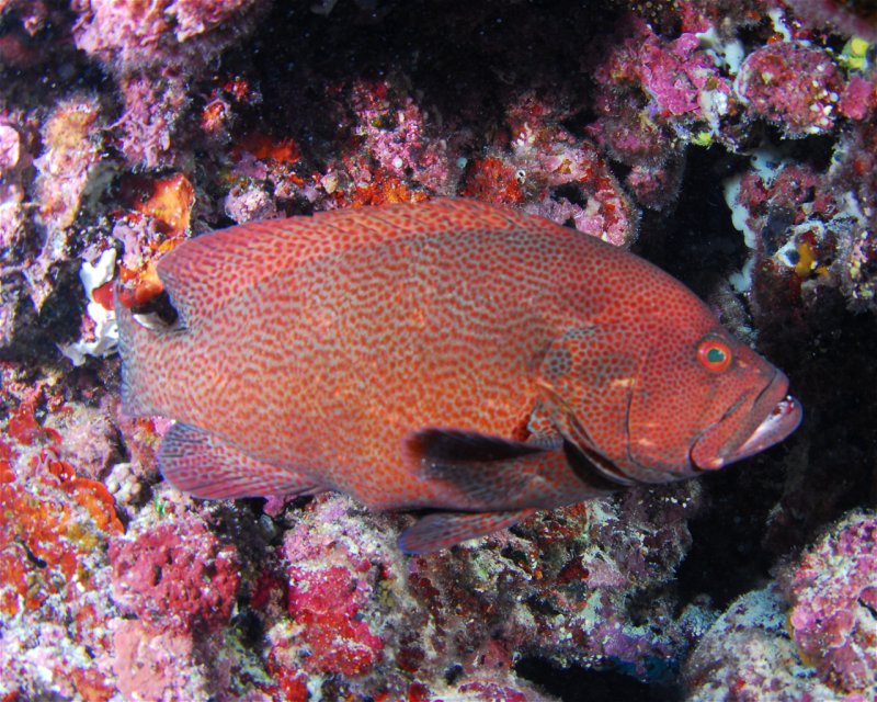 Divesite Image