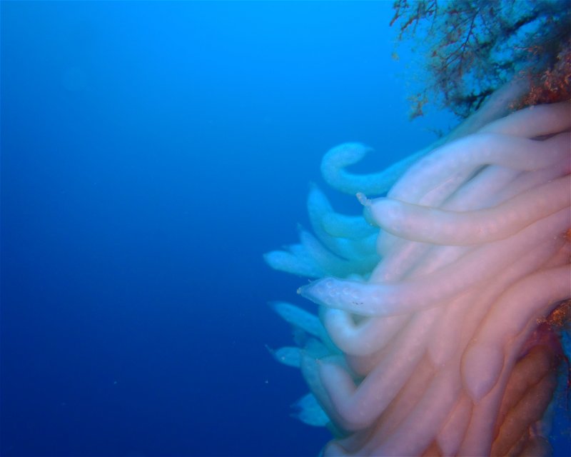 Divesite Image