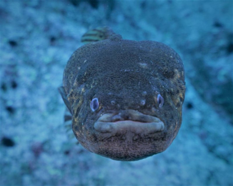Divesite Image