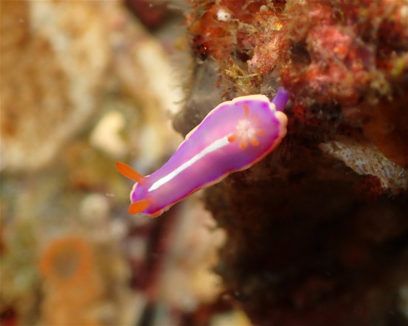 Divesite Image
