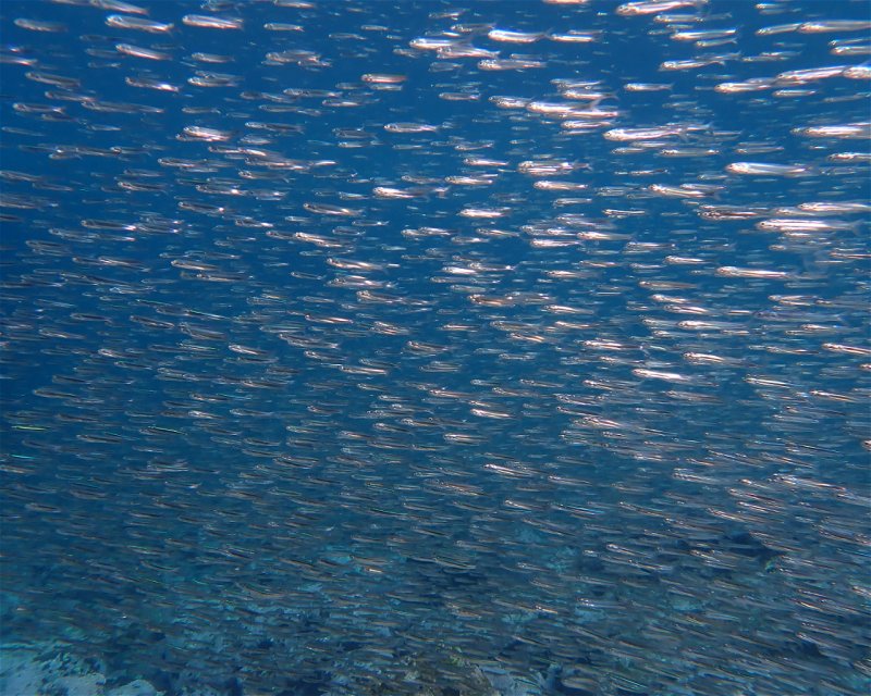 Divesite Image