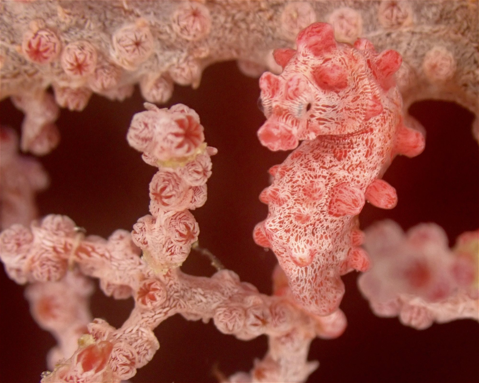 TIETI DIVING, 98822 POINDIMIE