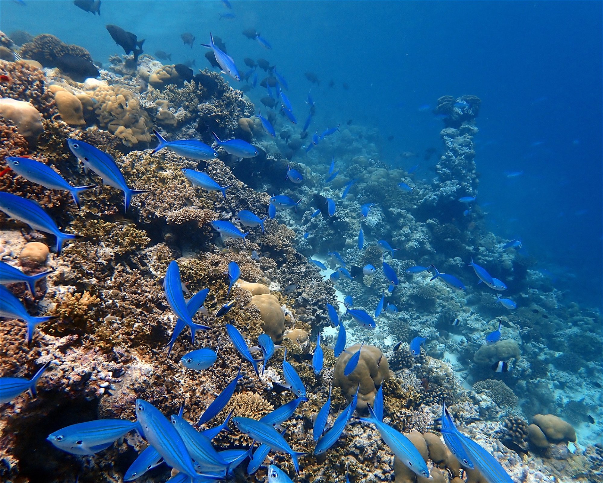 The Barefoot Diving Center, Hanimaadhoo