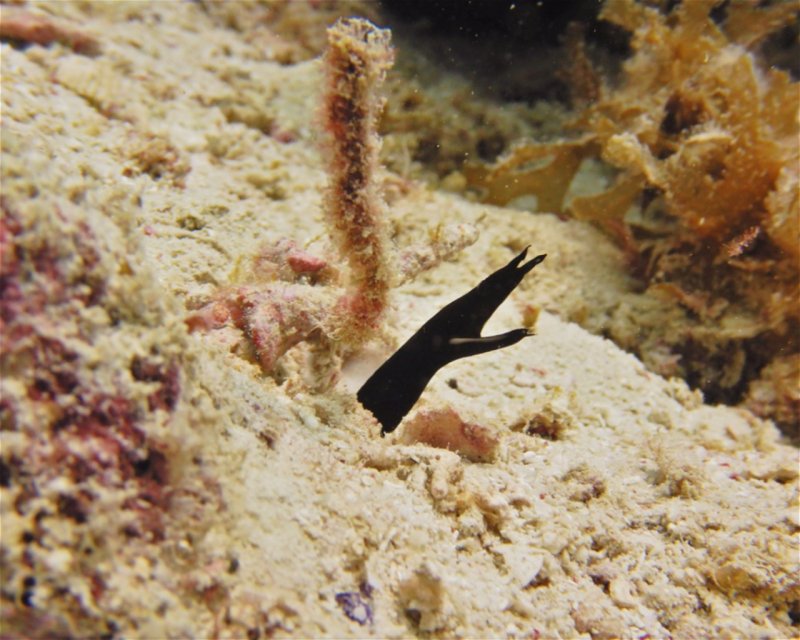 Divesite Image