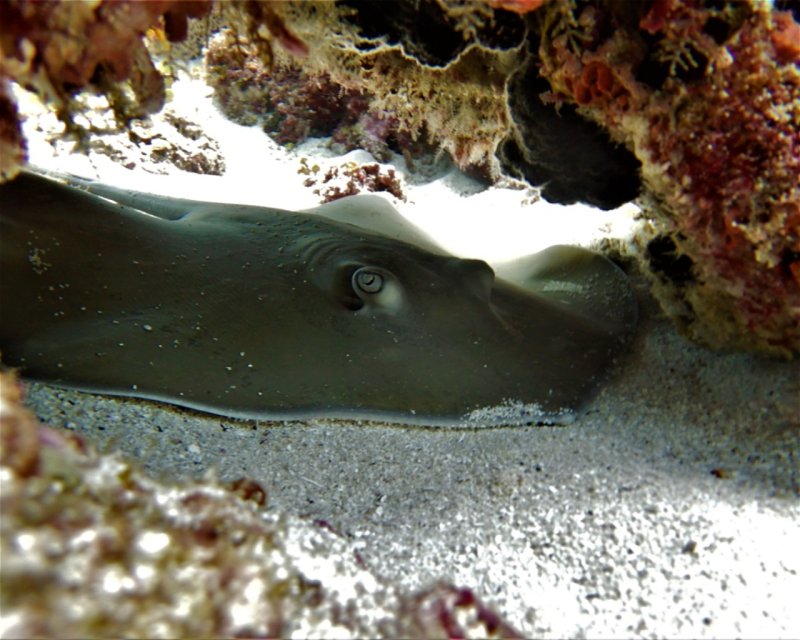Divesite Image