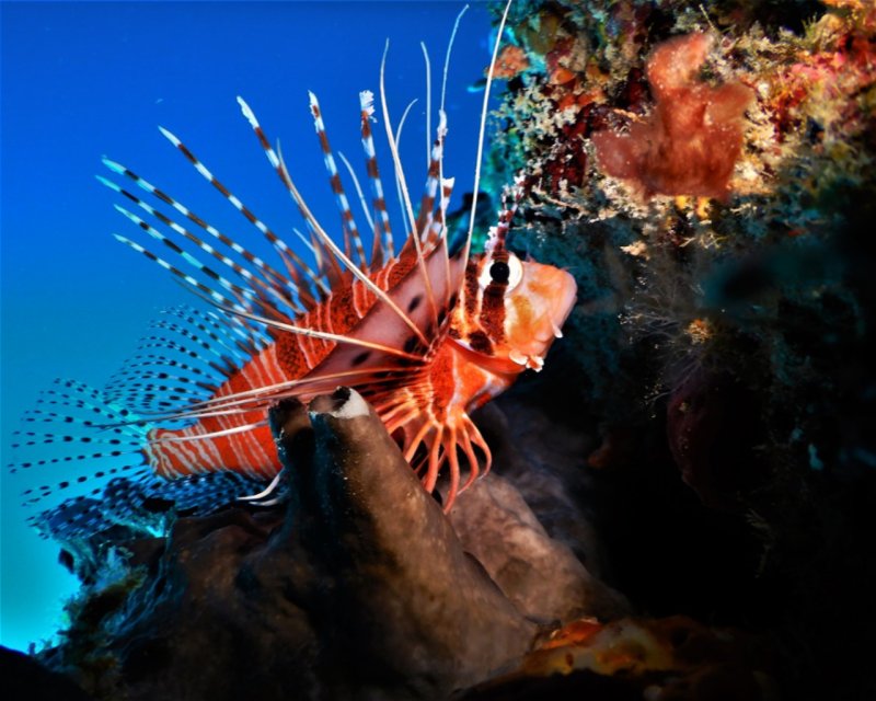 Divesite Image