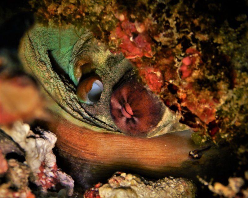 Divesite Image