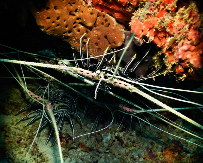 Divesite Image