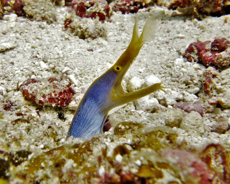 Divesite Image