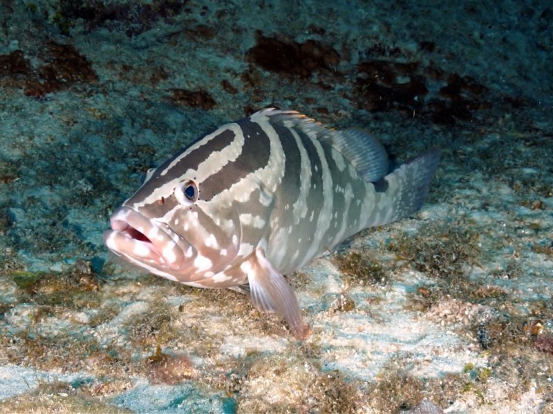 Divesite Image