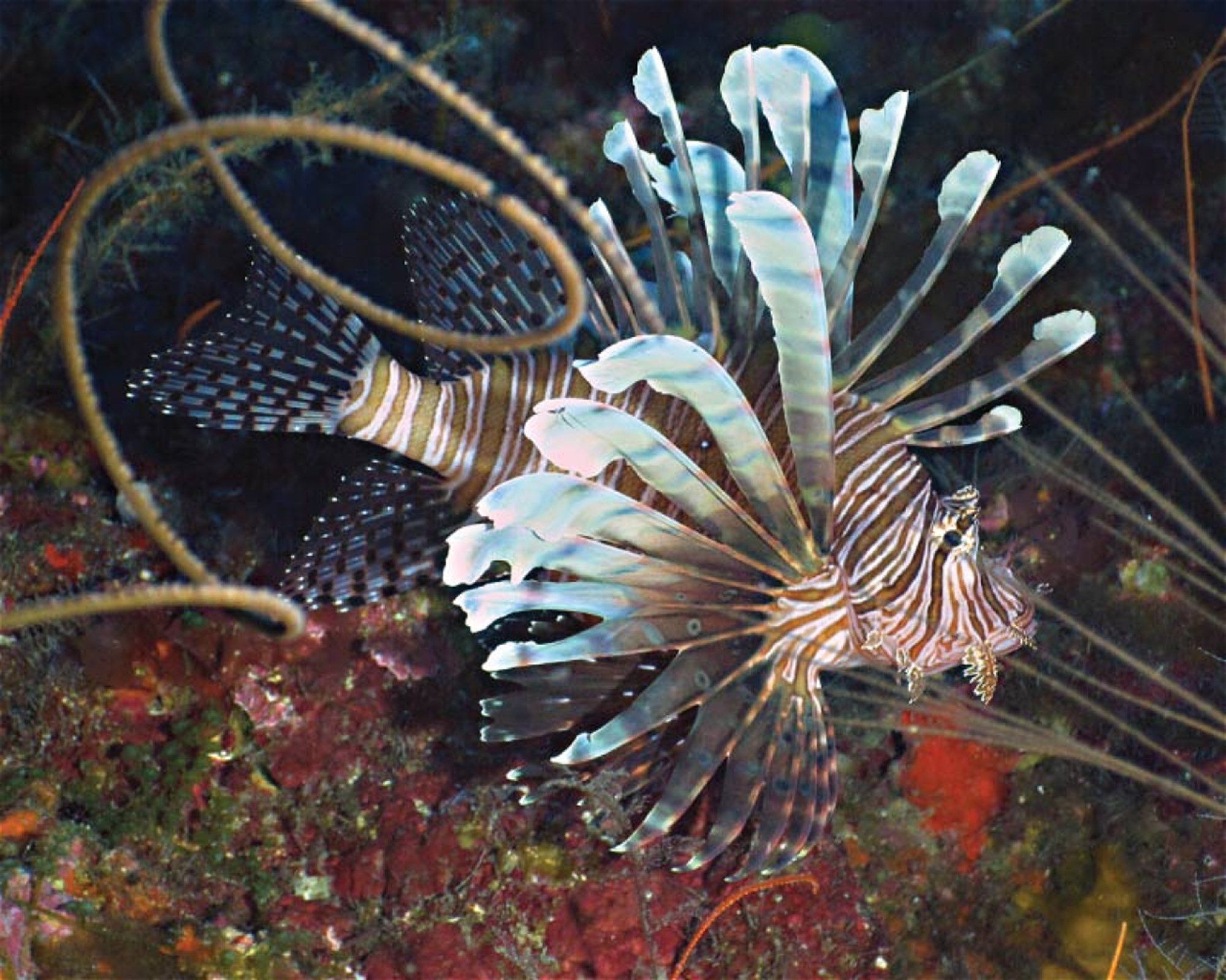 REEF SAFARI FIJI, 0000 NADI