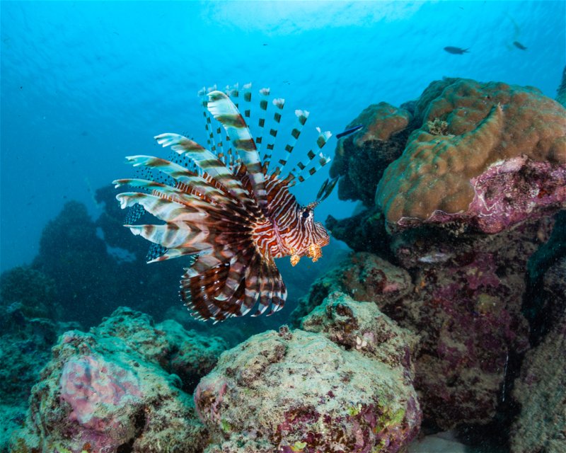 Divesite Image