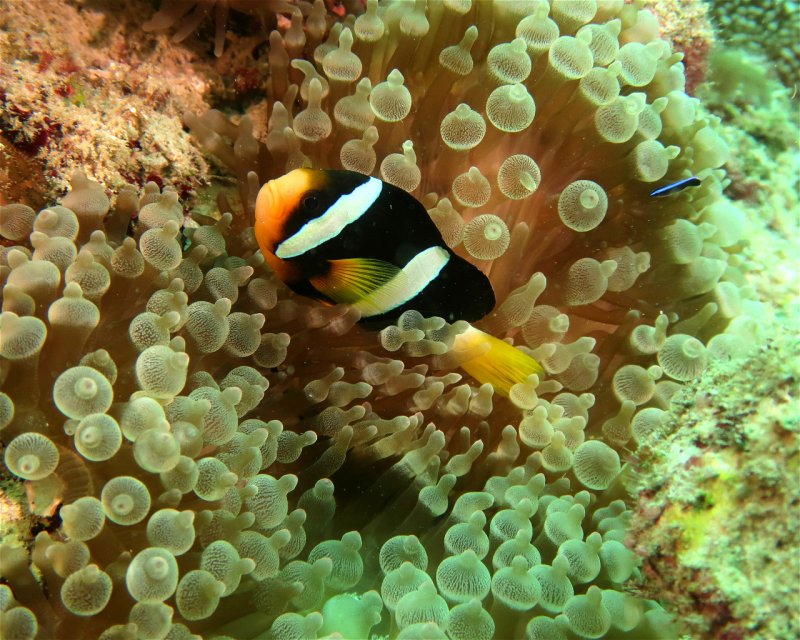 Divesite Image