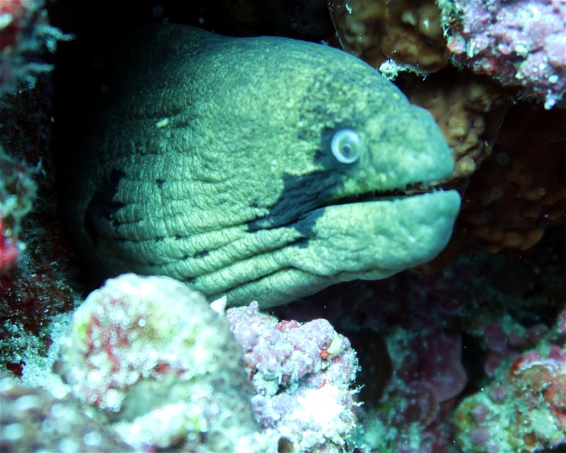 Divesite Image