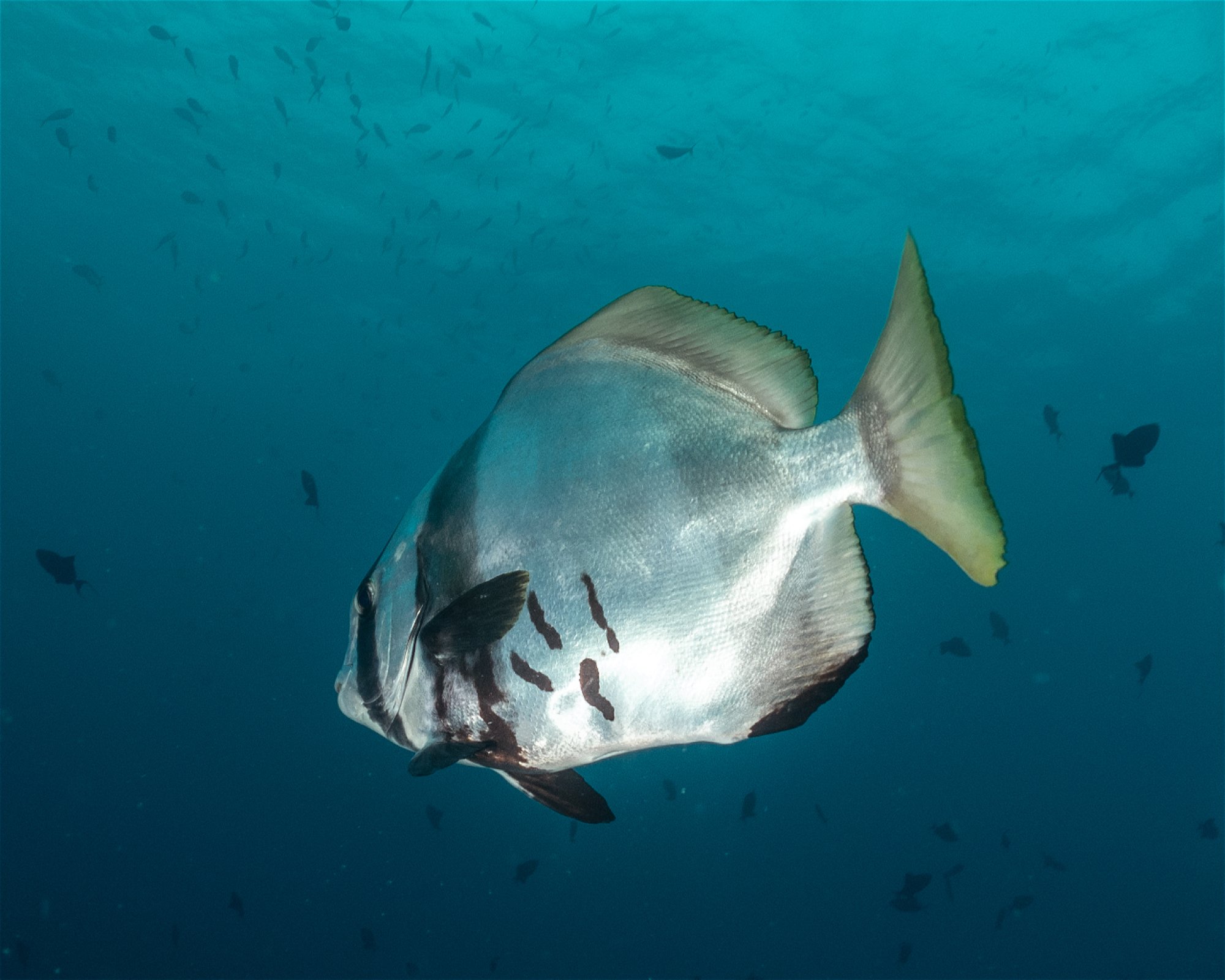MANTA DIVE, Gili Trawangan