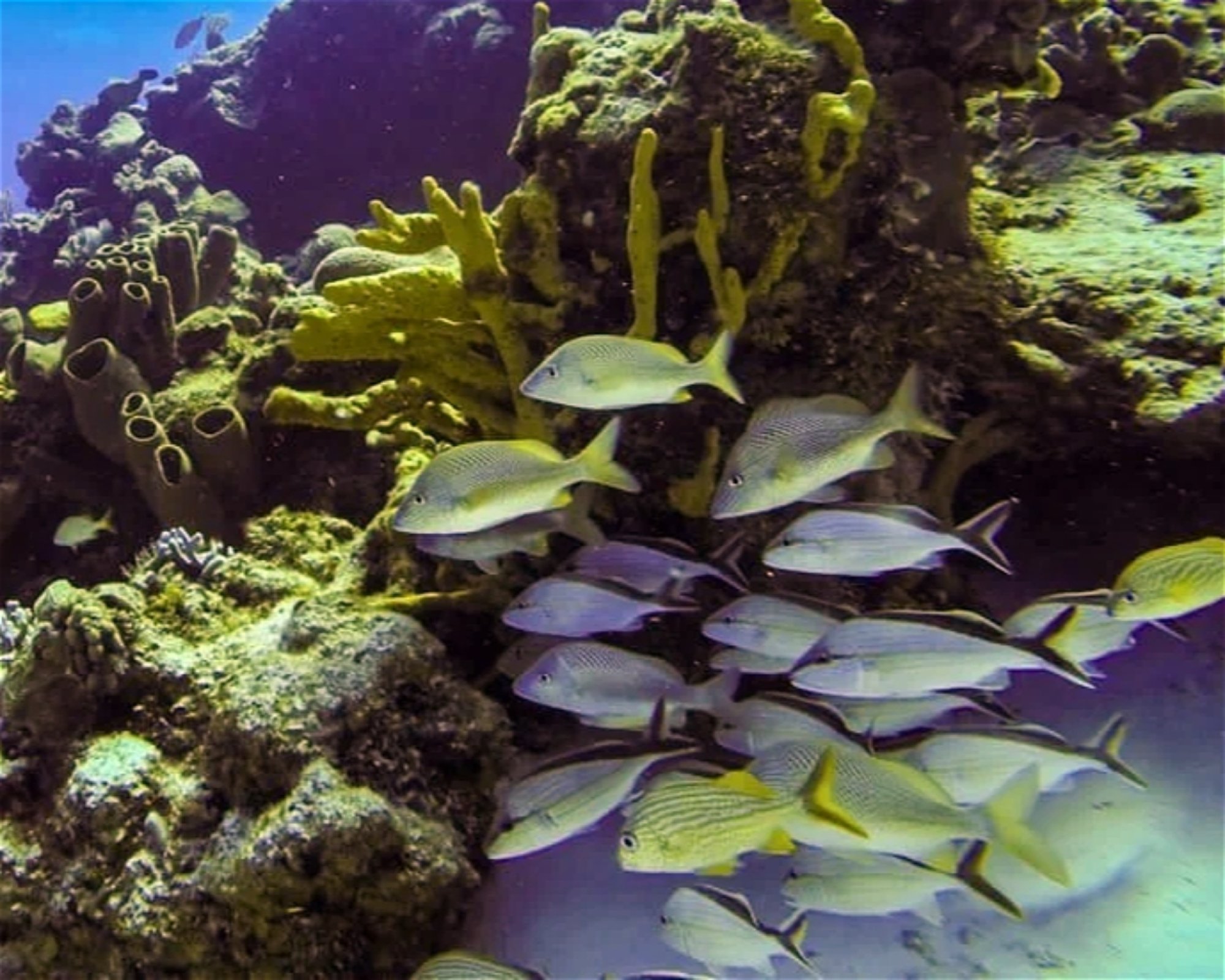 Dive with Purpose Cozumel, 77675 Cozumel