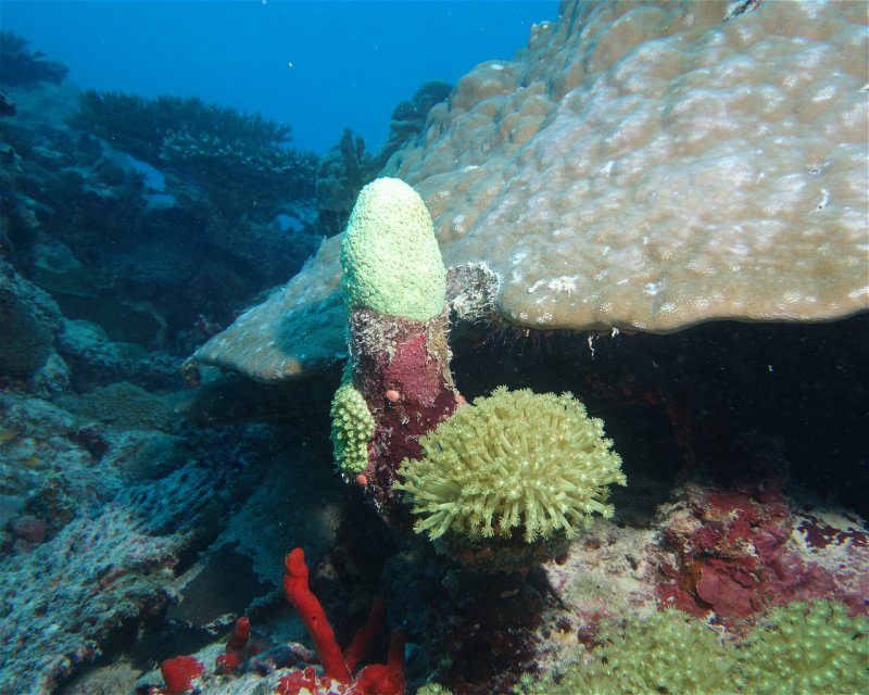 Divesite Image