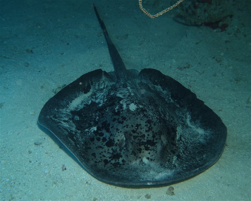 Divesite Image