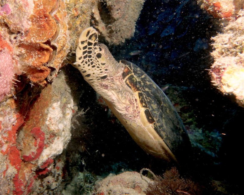 Divesite Image