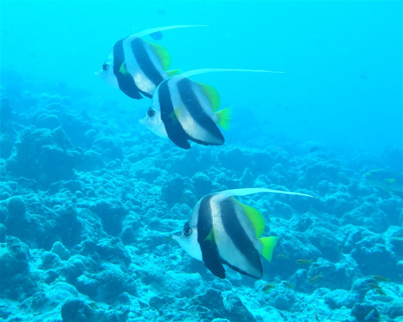 Divesite Image