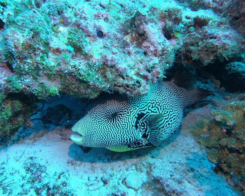 Divesite Image