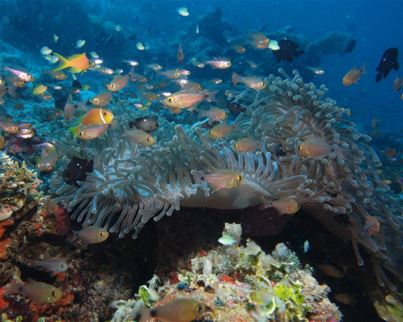 Divesite Image