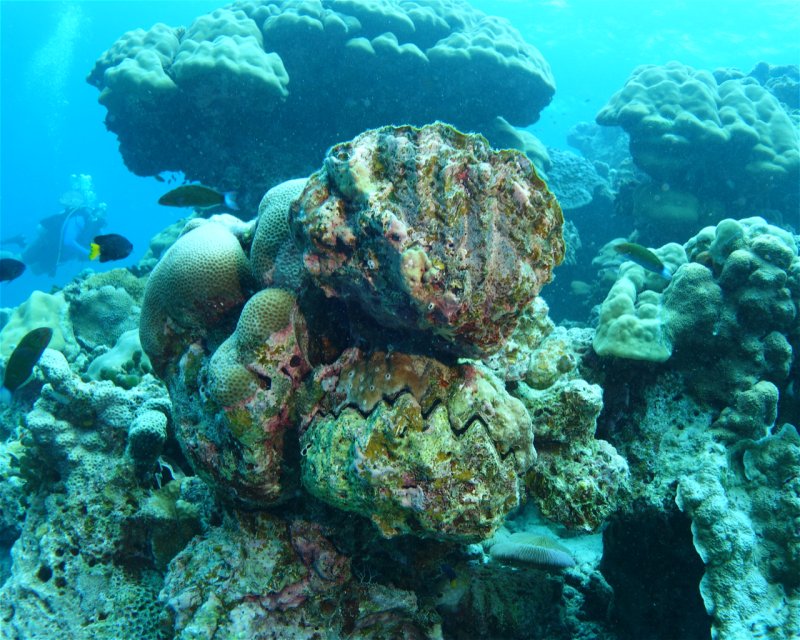 Divesite Image