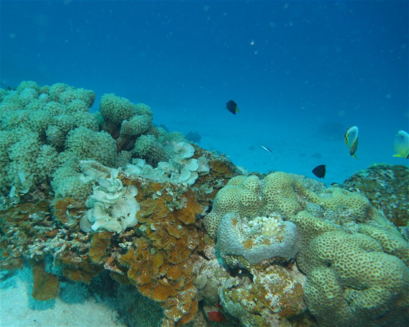 Divesite Image