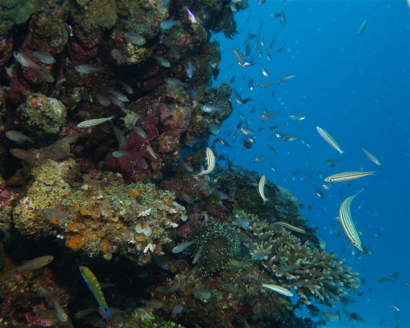 Divesite Image