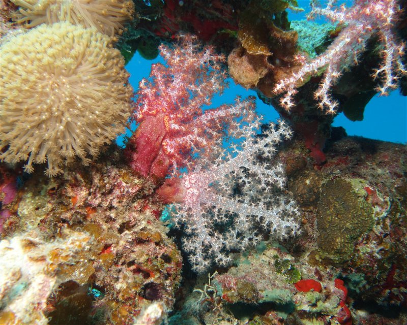 Divesite Image