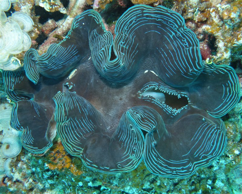 Divesite Image