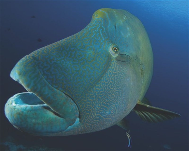 Divesite Image