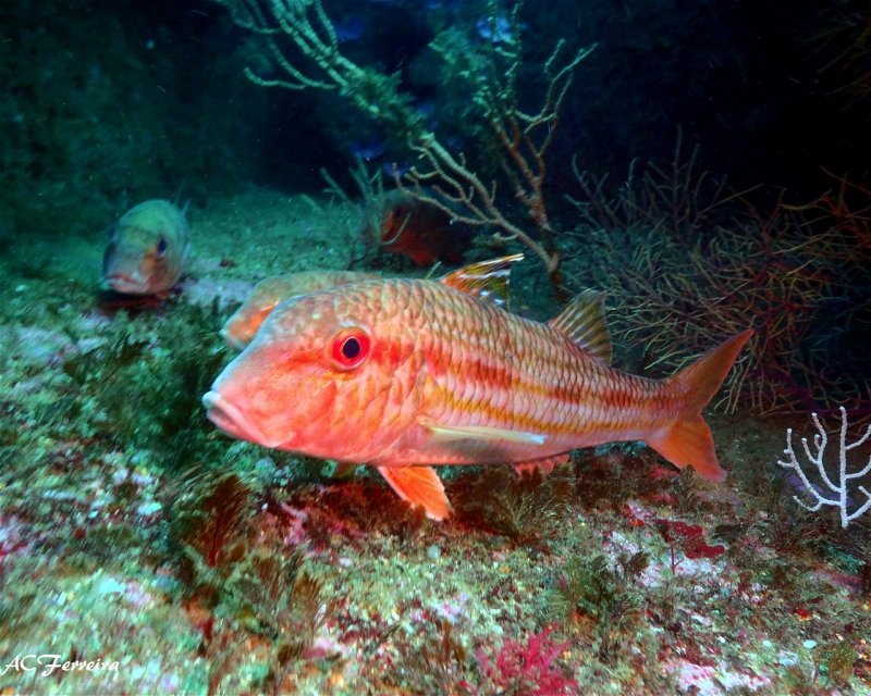 Divesite Image