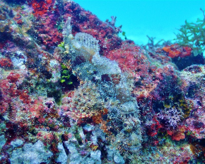 Divesite Image