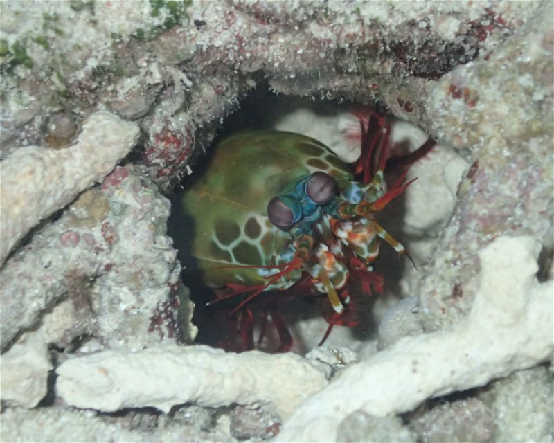 Divesite Image