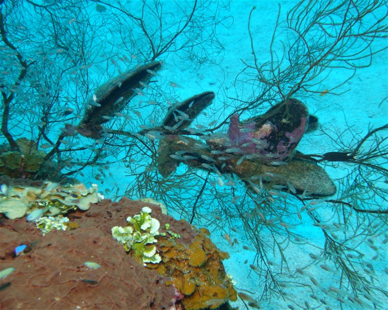 Divesite Image