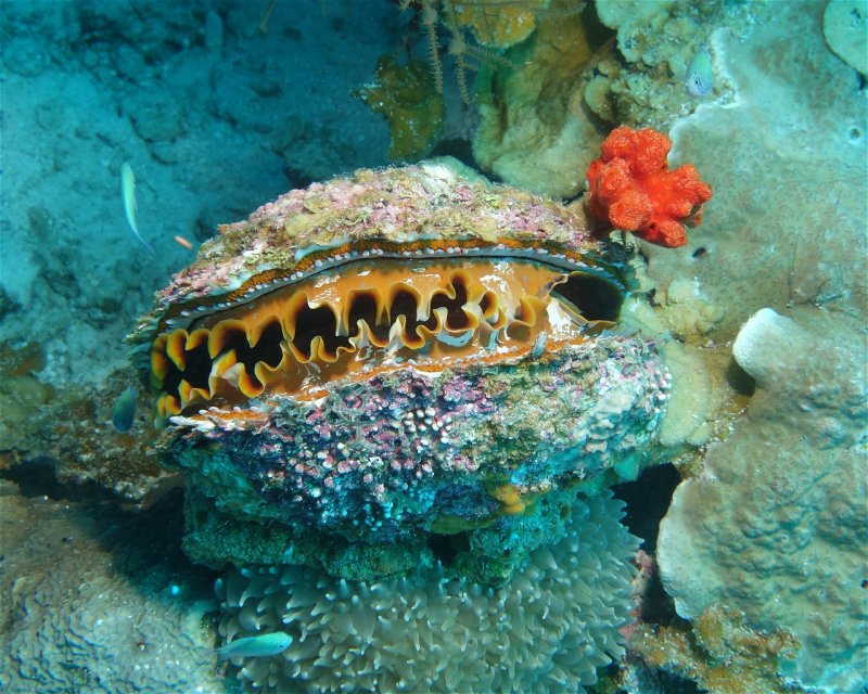 Divesite Image