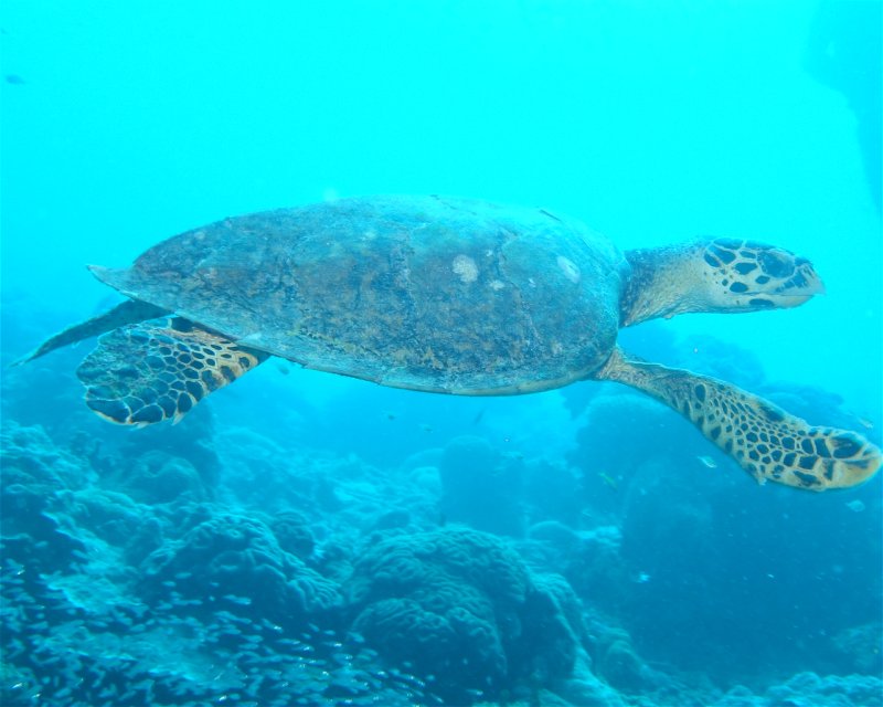 Divesite Image